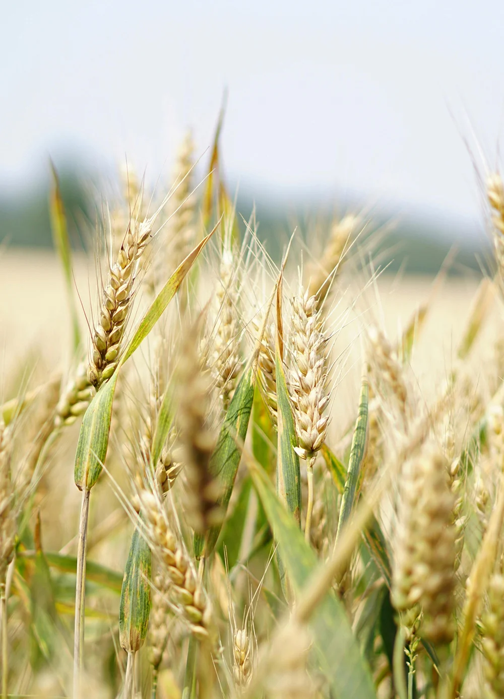 We grow fresh, organic produce using clean methods that protect nature, healthy food.